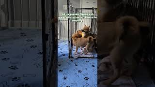 All the puppies Playing with grandfather or himself.17/11 Thanks for watching.