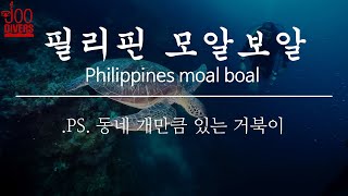 주다이버스 필리핀 모알보알 다이빙 투어 in club hari! Joo divers Philippines Moal Boal