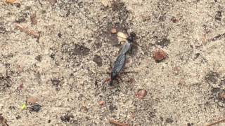 Odd Bug at Starved Rock