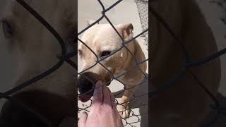 Marshall.  They say he is not adoptable!  I say bullsnot!  Dogs at Lees Summit Missouri