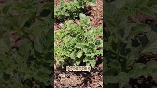 Homegrown Potatoes | #zone9b #harvest #gardening #growingpotatoes #garden #organicfarming #potato