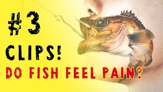 Do FISH feel PAIN? - TAID3I Clips