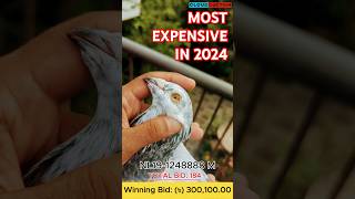 💲CA307💥THE MOST EXPENSIVE PIGEON SOLD IN 2024💥#pigeon #cloudauction #birds #pigeonlover