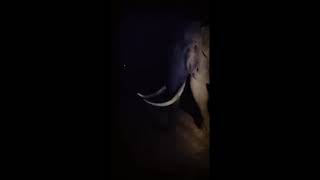 Elephant Attack Munnar | Night Elephant Encounter Munnar | Elephant Kerala | Travellers Footprint