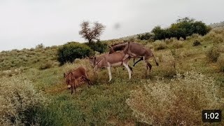 Коні Ваговози.Жеребець на Паровку.Привезли лошицю з Бачача.Коні Тернопільщини