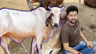 नई गाय लेने कहाँ पहुँच गए हम😱😱😱#baawalechorevlogs #dailyvlog #baawalechorecows #cowvlog #cowlover