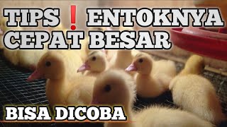 Cara merawat anak entok jumbo blitar