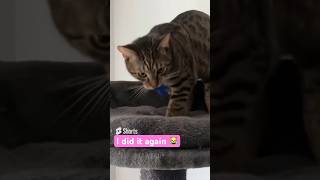 Katzen und das Spiel der Schwerkraft | Ooops I did it again 😹lustige Katzenvideos 😻 #shorts #cats