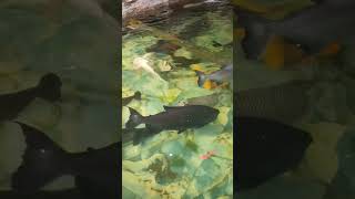 ikan hias raksasa di spbu pidie, Aceh  #shortsvideo