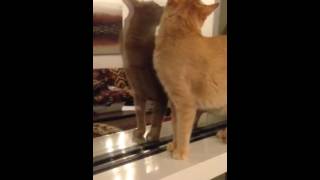 CAT home video/I told you mom I can do it/funny cat video/cat lover/orange cat/tubby cat/shorts