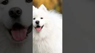 American Eskimo Dog #viral #dog #shorts #shortvideo