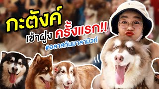 กระแต ควงลูกชาย เข้าฝูง หมายักษ์ที่ใหญ่ที่สุดในไทย #ไจแอนท์อลาสกันมาลามิวท์ | ตามติดแตร