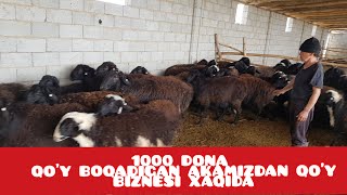 1000 DONA QO'Y BOQISH SIRLARI