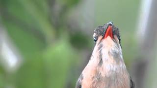 rabo-branco-acanelado (Phaethornis pretrei)