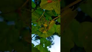 (18) [자막] 넓적배사마귀를 잡아먹는 넓적배사마귀 ハラビロカマキリの共食い Praying Mantis eating a Praying Mantis