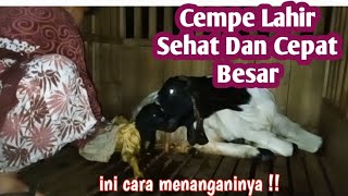 CARA MENANGANI CEMPE BARU LAHIR SUPAYA SEHAT DAN CEPAT BESAR || NM FARM