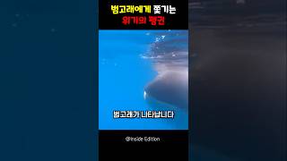 범고래에게 쫓기는 위기의 펭귄