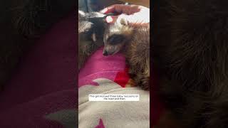 This girl rescued three baby raccoons on the road and then #animalshorts  #shortvideo