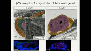 D Leerberg: Fibroblast growth factor 24is required for early somatic gonad development in zebrafish.