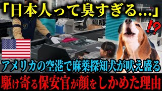 【海外の反応】「日本人臭すぎないか！」アメリカの空港で麻薬探知犬が強烈に吠え、異常を感じた保安官たちが見つけ出したものに思わず顔をしかめた理由とは