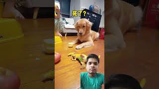 Dog funny video #shotsfeed #viralvideo #reelsindia #trending #trendingshorts #reels #love