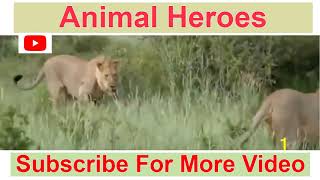 Lioness Save Baby Calf From another Lion ||Animal Saves|| Animal saving another animal || Lion fight