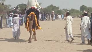 Camel Race