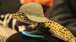 Gangsta Gecko