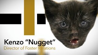 Kenzo "Nugget" Bio Video