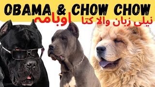 Cane Corso The Black Panther, Chow Chow The Blue Tongue Dog.