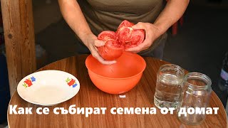 Как се събират семена от домат !