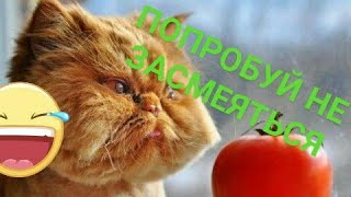 ПОПРОБУЙ НЕ ЗАСМЕЯТЬСЯ ПРИКОЛЫ ПРО ЖИВОТНЫХ  2018/ДО СЛЁЗ СМЕШНО