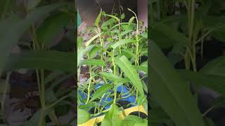 cara panen kangkung biar bisa panen beberapa kali#sayuranhidroponik #hidroponikpemula#short#kangkung