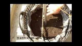 Womble Gardening Crows Nest Spuds 'banking'.wmv