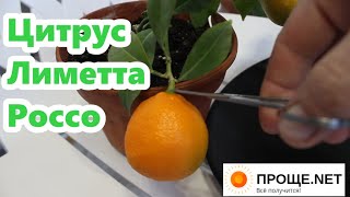 Цитрус Лиметта Россо (Рангпур)🍊Снимаю первый плод. Дегустация.