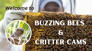 Buzzing Bees & Critter Cams - Channel Intro