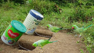 Simple Unique Bird Trap Using Milk Bottles & Hole - How To Build Simple Bird Trap Work 100%