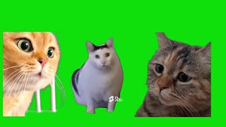 15 Cat Memes For Chroma Key Green Screen Templates