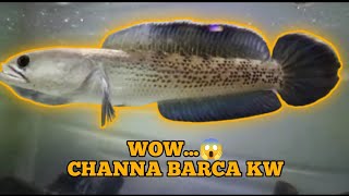 JADI KETAGIHAN MERAWAT CHANA BARCA KW SUPER INI || Chana STEWARTY #ikan #chana #snakehead #fish