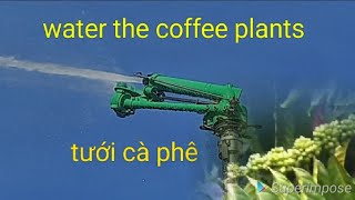 #becTướicàphê# bec tưới cà phê dùng béc nhông. Water the coffee plants