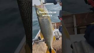 Pescaria de piapara #pescaria #pesca #dourado # piapara #paranazao