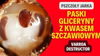 Lek na VARROA. Paski gliceryny z kwasem szczawiowym. #varroa