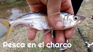 ➡️ Recorriendo un charco, línea de mano y mojarrera #Argentina / #Encañandoemociones .