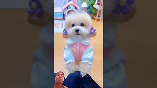 Mỗi ngày một bộ đồ. #shortsshorts #viral #cutedog #poodle #funydog1010 #dogs #funydogs #usa #dog