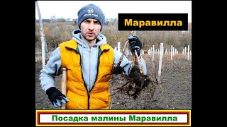 Малина Маравилла. Посадить или глубоко похоронить???