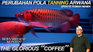 Pola Tanning Berubah! Kenalin "COFFEE" Keluarga Arwana Baru Kita