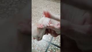 New born kitten/cute kitten😺/kitty/Persian kittens/beautiful kittens#shorts#tiktok#cat#kitten