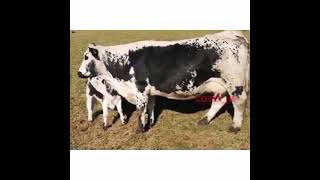 look at this cow baby Best Animals compilation 2021| #shorts | Top Viral Animal Videos