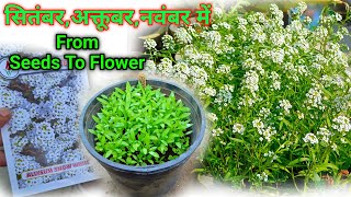 Alyssum Flower Seeds How To Grow /  Alyssum Seeds Germination