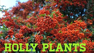 Beautiful  Holly plants.#short